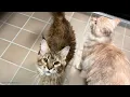 West Islip homeowner charged after 100 cats found in Long Island home