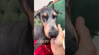 Sleepy girl #fypシ #Fyp #Dream #pets #doberman