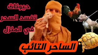 حيونات تفسد السحر في المنزل يجب تربيتها في المنزل 