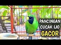 Download Lagu Pancingan Suara Cucak Ijo Gacor Memancing Bahan Supaya Cepat Bongkar Isian