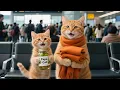 Download Lagu Ginger and Mama Cat Welcome Papa Cat Home 🍣 Kaiten Sushi Challenge!