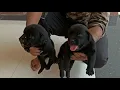 Labrador Rottweiler mix puppies available