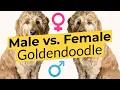 Male vs Female Goldendoodle - Differences Explained