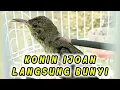 Download Lagu SUARA KOLIBRI NINJA IJOAN AGAR CEPAT BUNYI
