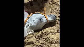 الحصان مات فجأه 