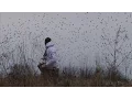 Duck Hunting Tip How To Determine Migration Timing