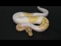 Banana Pied Ball Python
