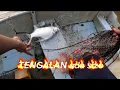 Download Lagu Hanyut jaring selam ada rezeki TENGALAN..