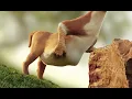 Furry wolf vore WITH SOUND