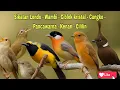 Download Lagu MASTERAN BURUNG FULL VARIASI | Sikatan londo, Wambi, Ciblek kristal,  Pancawarna,  cungko, Kenari