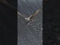 Download Lagu Osprey with a gigantic fish🐟 across a waterfall ! #shorts #birds #wildlife #viral #fishing #ospreys