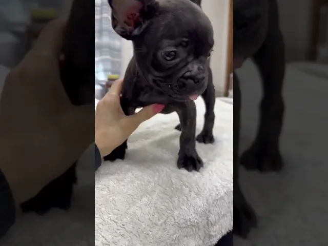 動画