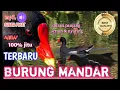 Download Lagu suara pikat burung mandar terbaru//mandar batu//mandar sawah.