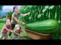 Download Lagu 單親媽媽在瓜園裡收割瓜果、採摘薑黃、捕捉大魚、建造木筏屋、為豬做飯並照顧兩個孩子