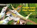Suara pikat prenjak lumut ribut.