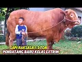 Download Lagu LIMOUSIN RAKSASA 1.3 TON PENDATANG BARU KELAS EXTRIM MINTA 200 JUTA🔥