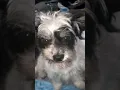 Buddy Smiling Gif