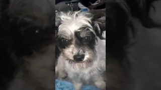 Buddy Smiling Gif