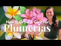 Plumeria 101 How to Grow Care For in Southern California
