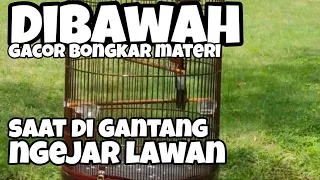 how to deal with magpie robins chasing their opponents