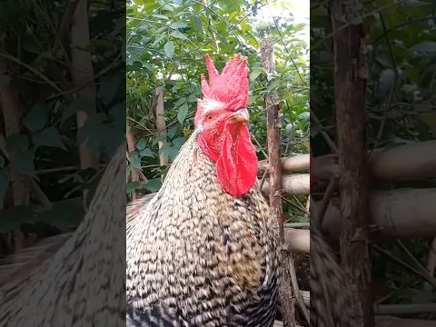 LA MELODÍA DEL GALLO CANTANDO#youtubeshorts #youtubechannel #youtube