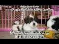 TEDDY BEAR PUPPIES FOR SALE GEORGIA LOCAL BREEDERS NEAR ATLANTA GA