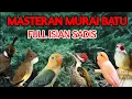 Download Lagu MASTERAN MURAI BATU FULL ISIAN TEMBAKAN MEWAH MUDAH DITIRU MURAI APAPUN ISIAN JERNIH SUARA BAGUS