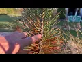 Download Lagu Scale on Pines - Pine Tortoise Scale on Jack Pine