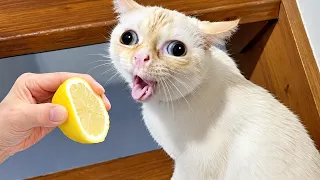 NUEVOS VIDEOS DIVERTIDOS DE PERROS Y GATOS 😹🐶