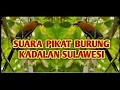 Download Lagu SUARA PIKAT BURUNG KADALAN SULAWESI‼️SUARA MENYERAMKAN