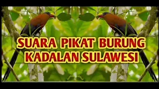 suara pikat burung kadalan sulawesi suara menyeramkan