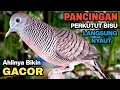 Lagu Perkutut Lokal Gacor Suara Besar Pancingan Burung Perkutut Agar Cepat Bunyi.