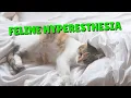 Download Lagu How To Help Cats With Feline Hyperesthesia | Two Crazy Cat Ladies