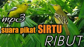 Download SUARA SIRTU/CIPOH RIBUT | AMPUH UNTUK PIKAT MP3