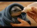 Download Lagu A história do Tuba: do bebê perdido ao tubarão mais fofo do mundo 🦈💙