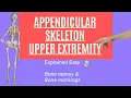 Appendicular Skeleton Anatomy Part 1 Upper Extremity