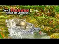 Download Lagu GILA !! SEPERTI KOLAM LIAR YANG TAK TERJAMAH PEMANCING LAIN MEMBUWAT KUWALAHAN #AS-231