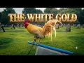 The Rare White Gold Game fowl Big Farm Farm Visit
