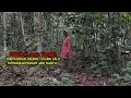 Lagu Dinyatakan hilang 15 hari lalu ditemukan ditengah hutan sudah jadi hantu ... ! 