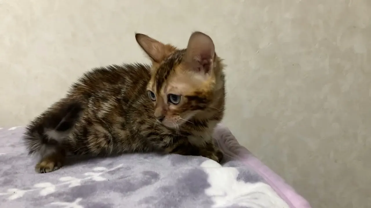 動画
