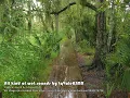 Download Lagu ASMR Wet Sounds