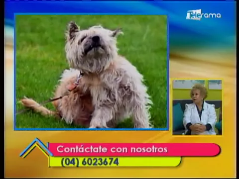 Cómo prevenir las garrapatas en los perros