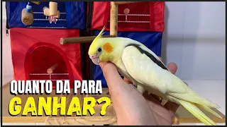 QUANTO DINHEIRO 3 CASAIS DE CALOPSITAS PODEM ME RENDER ?