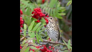 صوت سمن صباحي 