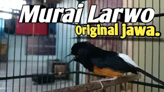 kicau murai larwo ori pulau jawa gacor ampuh bikin lawan emosi