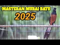 Download Lagu MASTERAN MURAI BATU JUARA FULL MATERI KOMPLIT 100% AMPUH BIKIN MURAI BATU JADI BONGKAR ISIAN