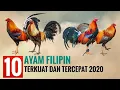 AYAM FILIPIN TERKUAT DAN TERCEPAT 2020