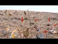 Unbelievable Bird Trap Technique You’ve Never Seen Before! #The_Bird_Kingdom