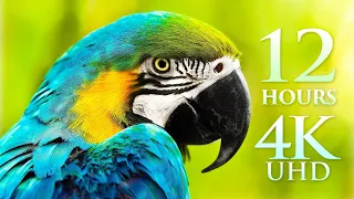 12 HOUR 4K FILM Splendors Of Nature Planet Earth S Wonders By Drone Land Sea 4K UHD No Loops  12 HOUR 4K FILM Splendors Of Nature Planet Earth S Wonders By Drone Land Sea 4K UHD No Loops