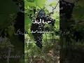 Download Lagu surah raad ayat 3#surahraad #Quran #Allah #quranvideo #quranurdutranslation #ﺁﻗﺎﷺ